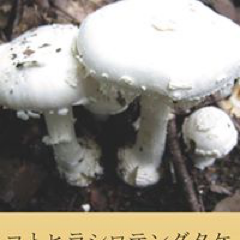 Harusameさんのアイコン画像