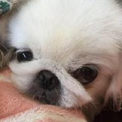 かとう あやさんのアイコン画像