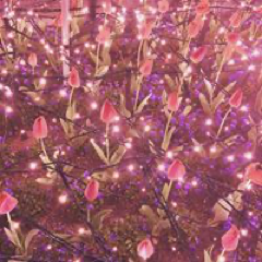 小畑菜緒さんのアイコン画像