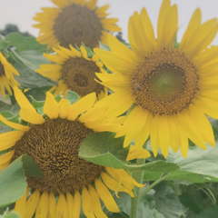 彩乃さんのアイコン画像