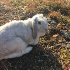 佐藤 千穂さんのアイコン画像