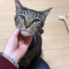 Sugino真祐子さんのアイコン画像