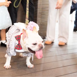 pinktonkotsu0さんの写真