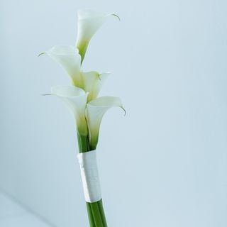 me.r.b_wd0227さんの写真