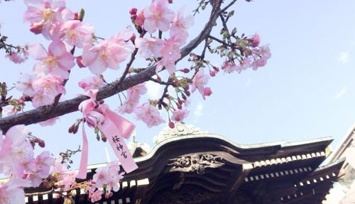 桜神宮の公式写真5枚目