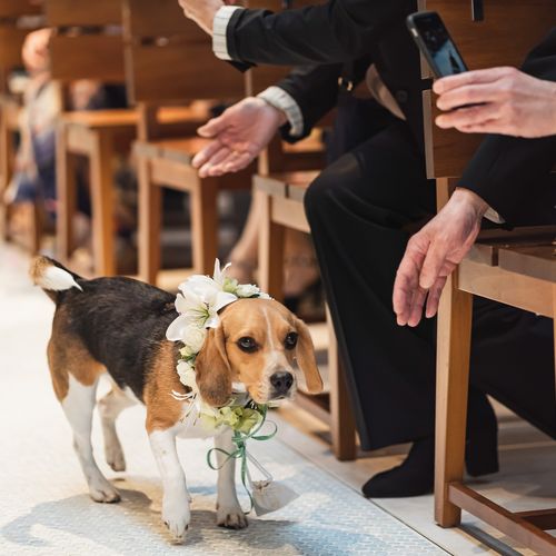 先輩花嫁l K R 1993さんのリングドッグのアルバム写真まとめ ウェディングニュースブライズ