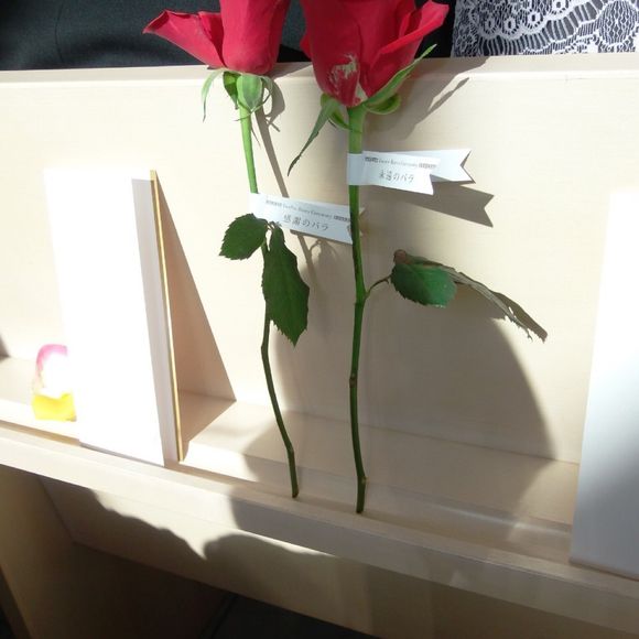 12本のバラのセレモニー🌹✨
参列者の方に1本ずつ渡してもらいました☺️💓✨
感謝、誠実、情熱、愛情、栄光、永遠
真実、努力、尊敬、希望、信頼、幸福