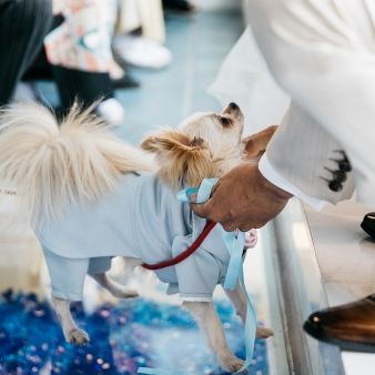 【愛犬＆愛猫と叶える貸切の１日♪】ペット婚まるわかり相談会