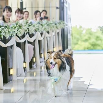 【愛犬もお試し参加OK】スタッフおすすめワンダフルウエディング