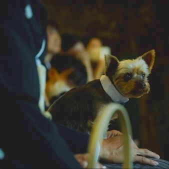 【リングドッグ希望の方】スイーツ付★森のチャペル見学フェア