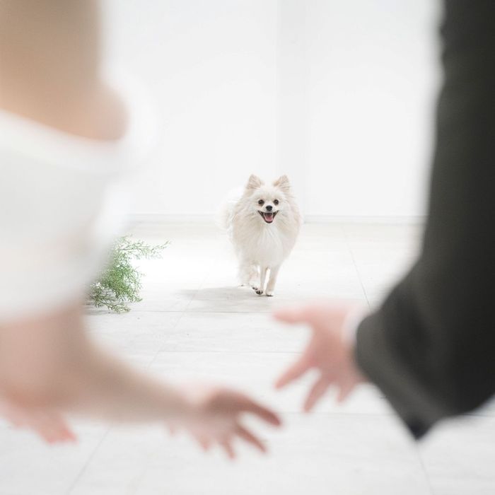 【愛犬と参加OK】ドッグラン併設！ペットとずっと一緒の公園相談