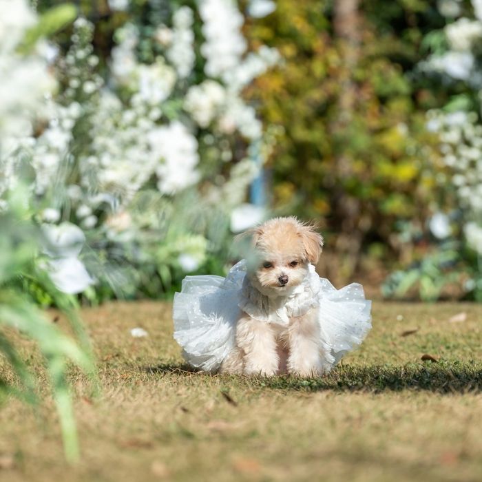 【愛犬と参加OK】ドッグラン併設！ペットとずっと一緒の公園相談