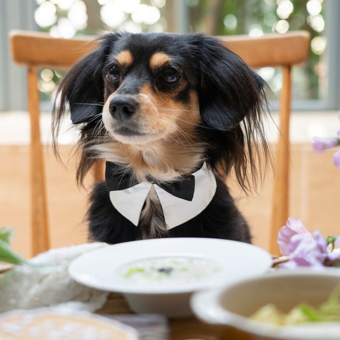 【ペット婚相談会】全館ペットOK!貸切邸宅で愛犬と一緒に叶える結婚式*無料試食付き相談会