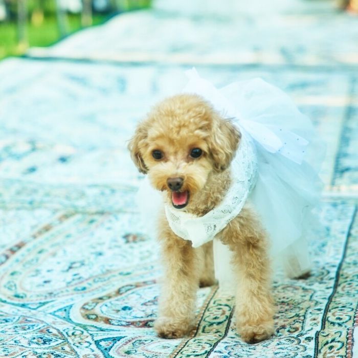 ◇大切なペットもご一緒に◇家族の一員と叶える結婚式相談会