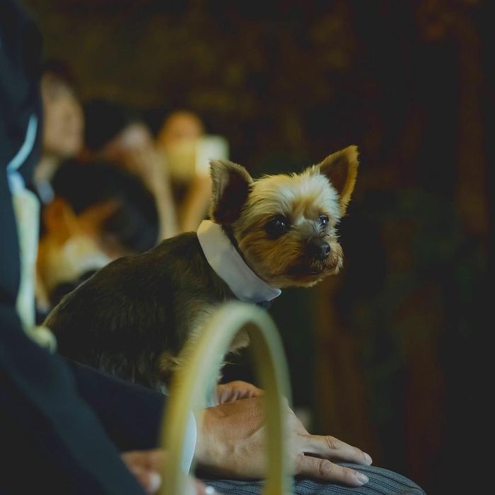 【リングドッグ希望の方】スイーツ付★森のチャペル見学フェア