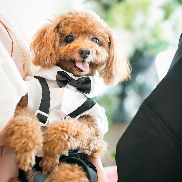 【ペットと一緒に貸切W】リングドッグ&専用衣装など12大特典付