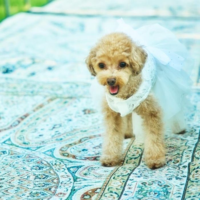 【大切なご家族と】ペットwedding相談会×特別優待付き