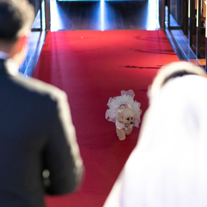 【ワンちゃんOK】愛犬と一緒に★家族みんなで創る感動挙式