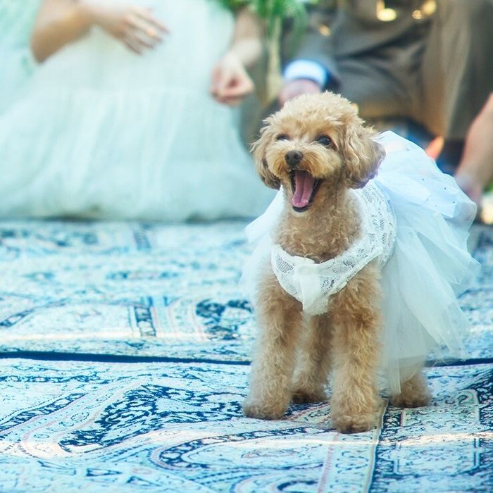 【ペットと一緒に】表参道で叶える*ペットウェディング相談会