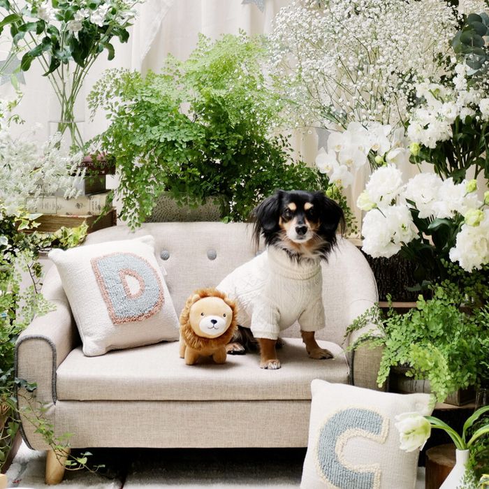 〈平日なら＊ペットと個室で安心見学〉大聖堂リングドック体験&ワンちゃん料理特典付♪黒毛牛コース×洋館の魅力満載W