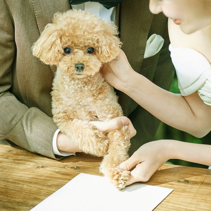 ペット婚5大優待◆平日限定ペットと個室で安心◆リングドック体験&ワンちゃん料理付♪黒毛牛コース