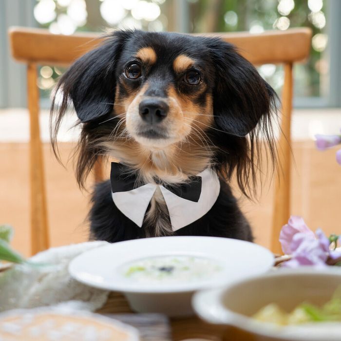 ペット婚5大優待◆大聖堂貸切◆ワンちゃん料理付♪贅沢無料試食