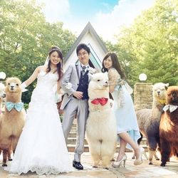 【モフモフなアルパカとの挙式】アルパカウエディング相談会