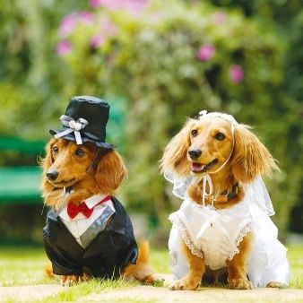 【愛犬と一緒にWedding!】チャペル&ガーデン体験フェア