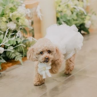 【ペットと一緒の結婚式◆限定特典付】×見積り相談会