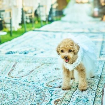 【愛犬と叶える挙式】リングドッグ相談会×ブライダルフェア