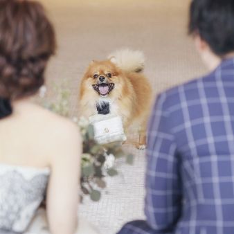 【来館特典20000円付】ペットウエディング特別相談会