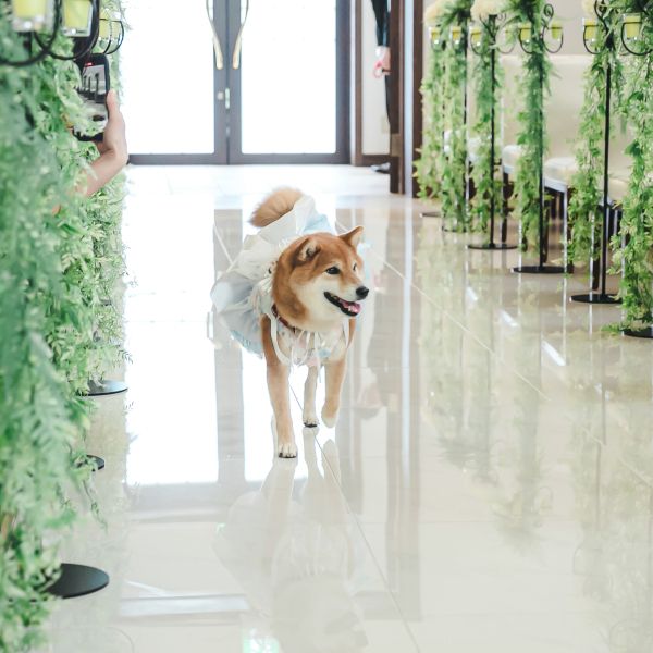 【愛するペットと自由W】愛犬料理特典付!ペットW相談×試食会