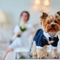 上質ペット婚体験!ホテルで叶える最高峰の愛犬ブライダルフェア