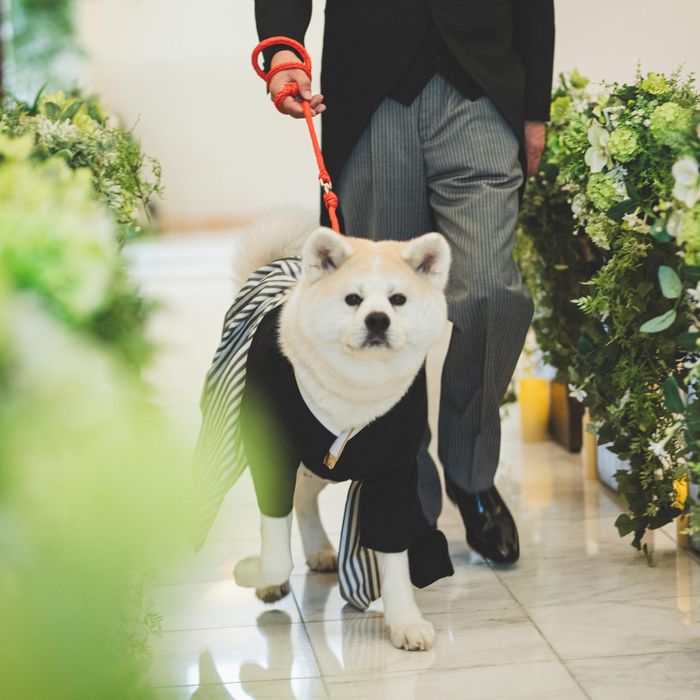 ♪ペットと一緒に誓う結婚式+挙式無料×4万試食×クオ1万円