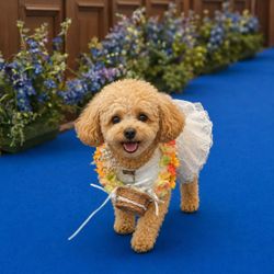 【大切な家族*愛犬も一緒】リングドッグも1日一緒に過ごせるW相談会