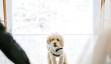 【ペットと過ごす結婚式】挙式も、パーティも、大切な家族と一緒にWを♪