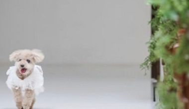 〈ペット婚プラン〉愛するペットと過ごす結婚式/特別な日に記念に残るお写真撮影を