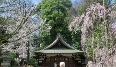 梅・桜から新緑の季節に 和装ロケフォトプラン