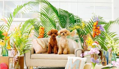 【ペット婚プラン】大切な家族と一緒に*「挙式&パーティ」どちらもOK♪ワンちゃんの食材制限にも対応★