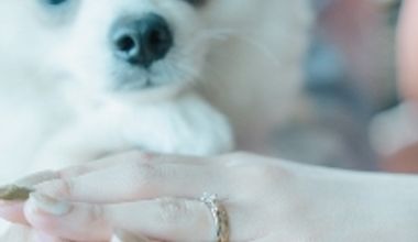 【最大80万円ご優待】2026年も適用OK<ペット婚プラン>わんちゃん特典多数あり!