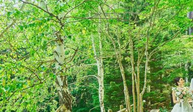 森の妖精 ~Elfin in Forest~