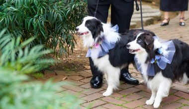 【オールシーズン適用】外国風ガーデンで叶えるペット婚プラン♪