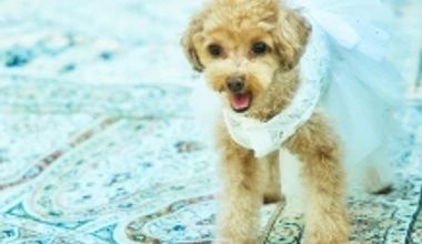 【愛犬愛猫と一緒に】一軒家貸切ペットwedding◆挙式&会食プラン(20名173万円→99万円)