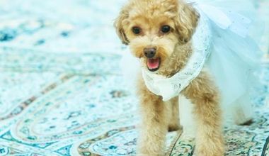 【愛犬愛猫と一緒に】一軒家貸切ペットwedding◆挙式&会食プラン(20名173万円→99万円)