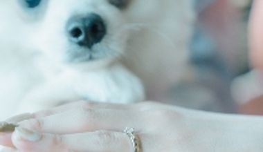 【最大80万円ご優待】2026年も適用OK<ペット婚プラン>