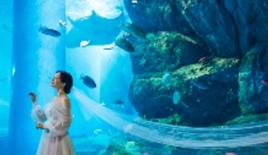 海の世界で叶える水族館フォト&会食プラン