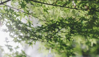 【少人数/20名】春の結婚の日〈26年6月まで〉