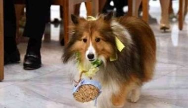 ペットも家族!ハッピーな時間を一緒に過ごす【ペット婚】プラン登場