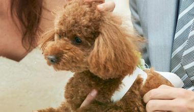 【愛犬愛猫と一緒に】ペットwedding*挙式&パーティープラン(50名148万)