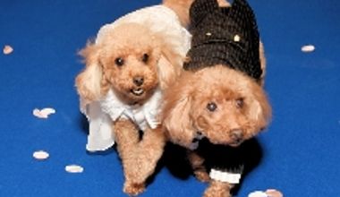 ★新プラン★\ペットシッター手配可能/ワンちゃんと一緒に♪笑顔満載の『ワンダフルウェディング』!